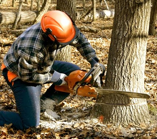 Tree Removal in Milton, NY